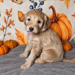 Sugar - Fawn and white female Sheepadoodle puppy in Austin, Texas from Darling Doodles
