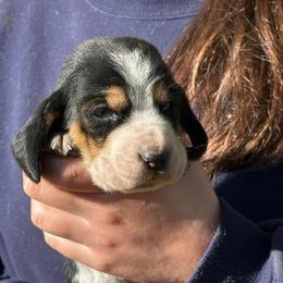 Female 1 - Black brown and white female Basset Hound puppy in Lindley, New York from Hill Top Basset Hounds & Cane Corso