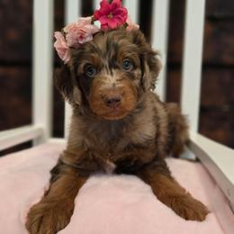 Billie - Red merle female Aussiedoodle puppy in Prescott Valley, Arizona from Ramirez Family Doodles