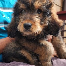 Bernedoodle Puppies from Pura Vida Bernedoodles