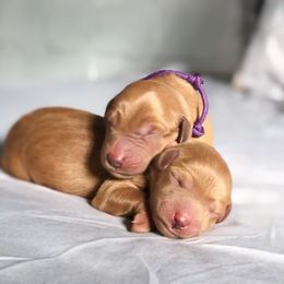Labradoodle and Labrador Retriever Puppies from Katie K9
