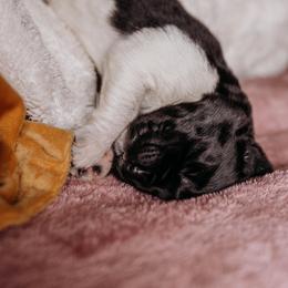 Newfoundland Puppies from Kinson Ridge Giants