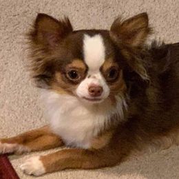 Chihuahuas from Legally Blonde Chihuahua's