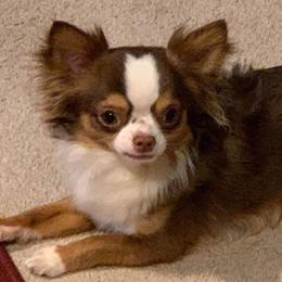 Chihuahuas from Legally Blonde Chihuahua's