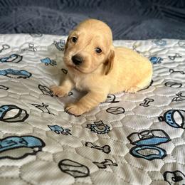 Olive- (Harp) - Cream female Dachshund puppy in Wolf Lake, Indiana from Canisteo Dachshunds
