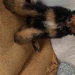 Hazel - Bernedoodle