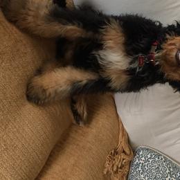 Hazel - Bernedoodle