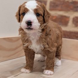 Duran - Red male Bernedoodle puppy in Reinholds, Pennsylvania from Mountain Top Bernedoodles