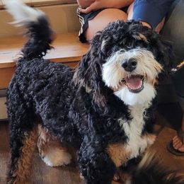 Hurley - Bernedoodle