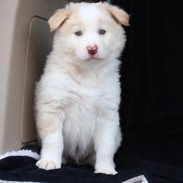 Border Collie Puppies from C Bar C Ranch Border Collies