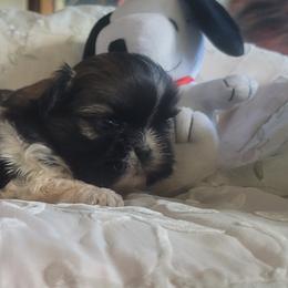 Ariel - Red and white female Shih Tzu puppy in Ontario, Oregon from Keeper of the Stars