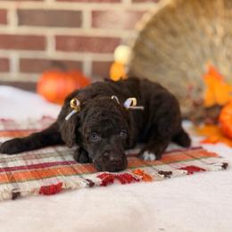 Tenderheart - Brown female Poodle puppy in Lavonia, Georgia from Peach Blossom Kennels