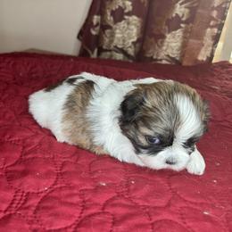 Shih Tzu Puppies from Judy's Shih Tzus