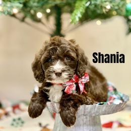 Shania - Brown and white female Bernedoodle puppy in Winfield, Alabama from Rose Lane Doodles