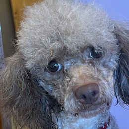 Poodles and Yorkshire Terriers from Friddles Countryside