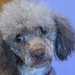 Poodles and Yorkshire Terriers from Friddles Countryside