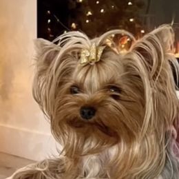 Nala - Yorkshire Terrier