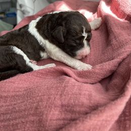 Prince - Brown Lagotto Romagnolo puppy in Chehalis, Washington from Scarlet Oak Lagotti