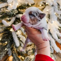 Bernard - Blue merle male Miniature Australian Shepherd puppy in Goldsboro, North Carolina from Maple Ridge Farm