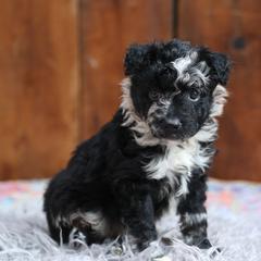 Memo - Black merle male Mudi puppy in Gatlinburg, Tennessee from Greenbrier