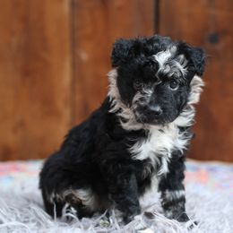 Memo - Black merle male Mudi puppy in Gatlinburg, Tennessee from Greenbrier