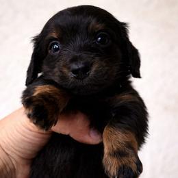 Plum - Black and tan male Dachshund puppy in Venice, Florida from Crowline Kennels