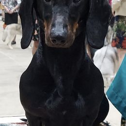 Dachshunds from Brokmor