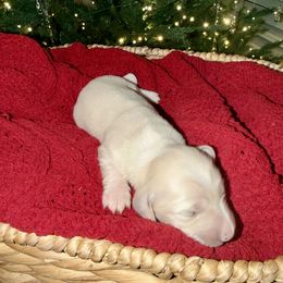 Girl 1 - female Dachshund puppy in Denair, California from Doxie Lux