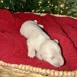Girl 1 - female Dachshund puppy in Denair, California from Doxie Lux