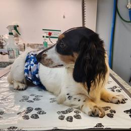 Link - Dachshund