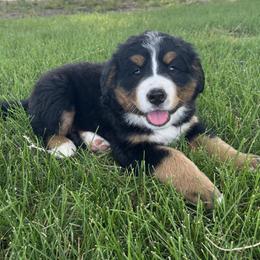 Bernese Mountain Dog Puppies from Purple Sage Puppies Bernese Mountain Dogs