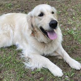 Golden Retriever All Grown Up from Abbie Stecker