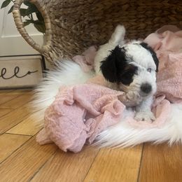 Bernedoodle Puppies from Timber Trail Bernedoodles RI