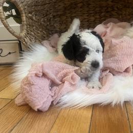 Bernedoodle Puppies from Timber Trail Bernedoodles RI