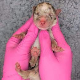 Jasmine2Boy1- RMM,Long,AKC,OFA,Genetics - Red merle male Australian Shepherd puppy in South Hill, Virginia from Silverside Aussies LLC