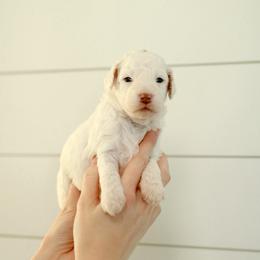 Pink Girl - Cream female Goldendoodle puppy in Rio Linda, California from GoldendoodlePaw