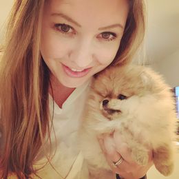 Pomeranian Puppies from Pursell Pomeranians