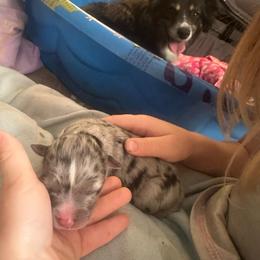 Rainbow - Blue merle female Miniature Australian Shepherd puppy in Interlachen, Florida from Lucky Bones Miniature Australian Shepherds