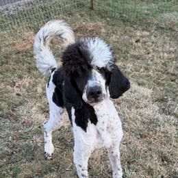 Skunk - Poodle