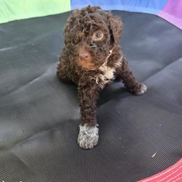 Girl 2 - Brown female Lagotto Romagnolo puppy in Salida, California from Harper's Lagotti
