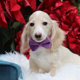 Twinkle ( Cream Pieball Male ) - Cream male Dachshund puppy in Woodbine, Georgia from Bowdachs Cream Pies