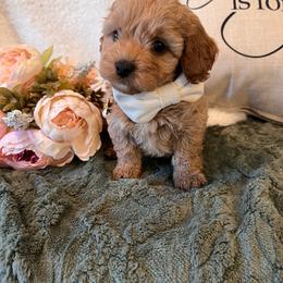Bennett - male Cavapoochon puppy in Fairmont, West Virginia from Robin Nelson