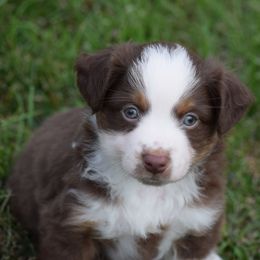 Sketch - Red tri-color male Australian Shepherd puppy in Nebraska from Our Barn Aussies
