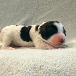 Yellow Puppy - female Golden Mountain Doodle puppy in Fulshear, Texas from Summer Conner