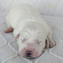 Girl 2 - White female Great Pyrenees puppy in Yakima, Washington from Naches Heights Ranch
