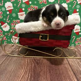 Anna - Black and tan female Pembroke Welsh Corgi puppy in Hanover, Pennsylvania from Happily Ever After Corgis