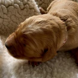 Girl 6 - female Golden Retriever puppy in Chico, California from Glenmac Goldens