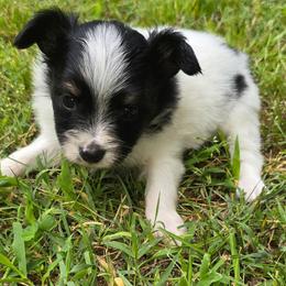 CHAI - White black and tan male Papillon puppy in Hollister, Missouri from Swan Creek Kennel