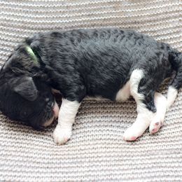 Howard Wolowitz - Parti male Goldendoodle puppy in Dayton, Ohio from Perks Court Doodles