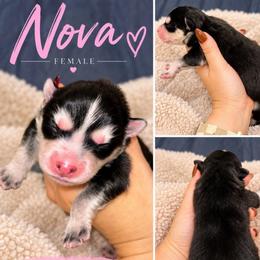 Nova - Black and white female Pomsky puppy in Philadelphia, Missouri from Mississippi River Pomskies